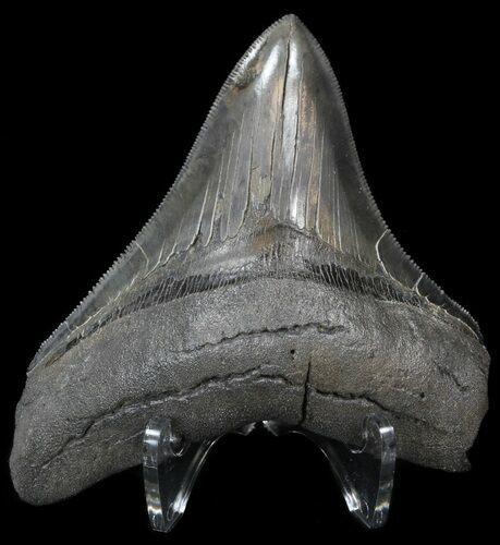 Serrated, Posterior Megalodon Tooth #42243